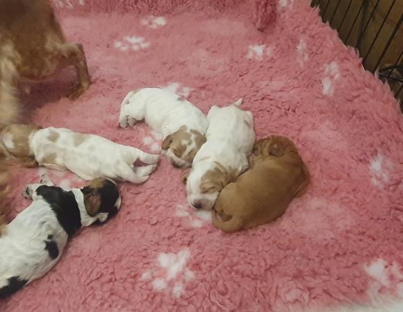 Image 5 of Kc registered Cocker Spaniel puppies
