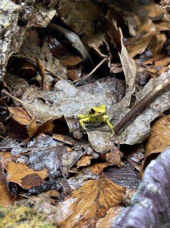 Image 1 of Golden Dart Frogs At Urban Exotics