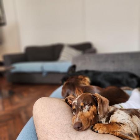 2 miniature dachshunds, 18 months old for sale in Dulwich, Southwark, Greater London - Image 2