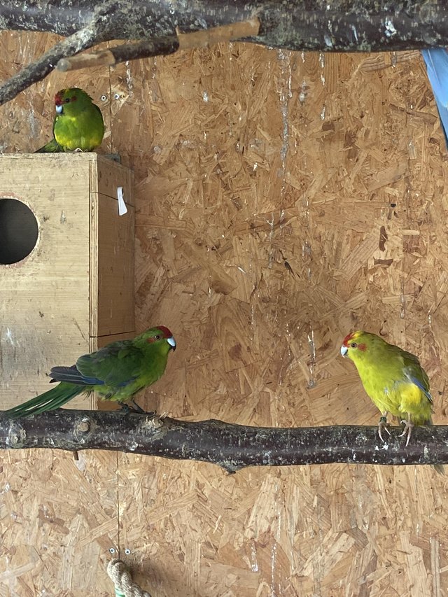 Kakarikies for sale yellows greens mixed — Pets & Animals in Maldon