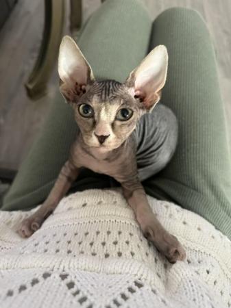 Image 8 of Beautiful Tabby Pure Canadian Sphynx Girl ????
