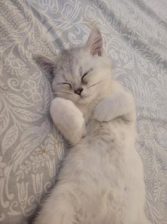 Image 1 of 14 week old male Pedigree British Shorthair silver kitten