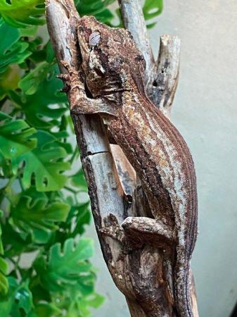 Image 5 of Gargoyle Geckos at Birmingham Reptiles