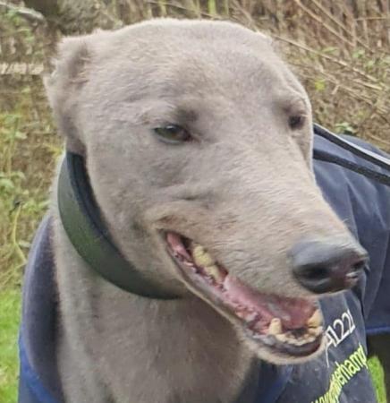 Image 4 of GREYHOUND EX RACER REQUIRES RETIREMENT HOME