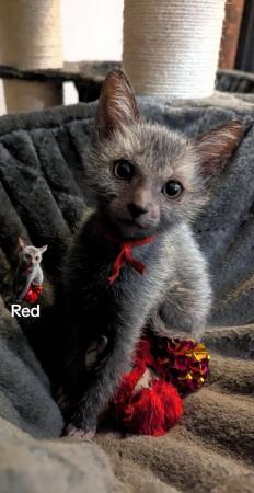 Image 8 of Adorable Rare Lykoi Werewolf Kittens