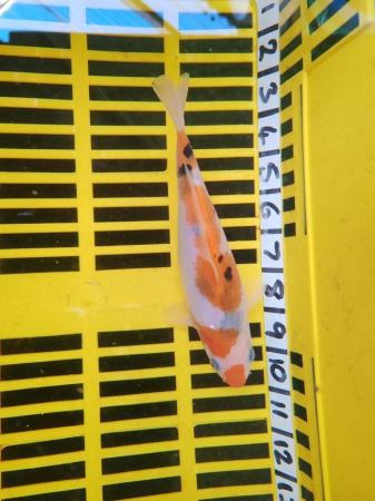 Image 1 of KOI POND FISH HEALTHY AND STRONG 8 INCH