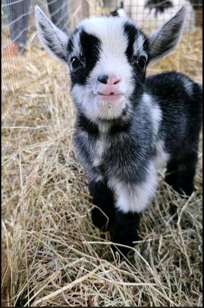 Image 3 of Disbudded Pygmy goat kids - ready late June