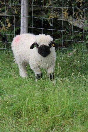 Image 4 of Pure Valais Blacknose Wethers - North Wales