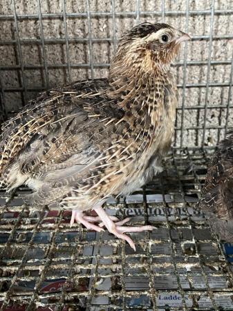Image 3 of Japanese quails for sale