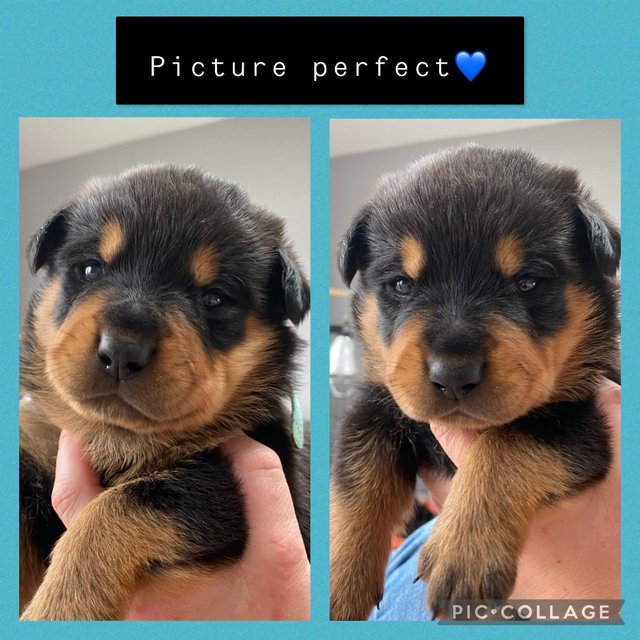 Show me best sale rottweiler puppies