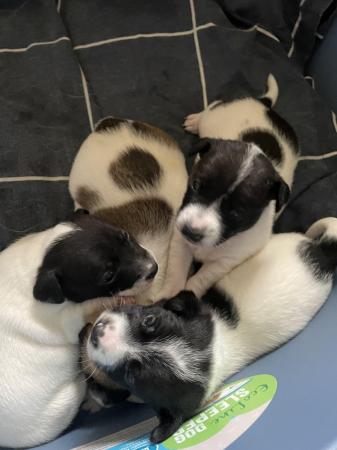 Image 5 of Jack Russell puppies 1 male and 3 female
