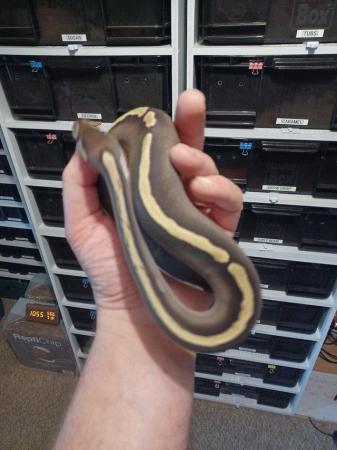 Image 6 of A female ghi mojave royal python