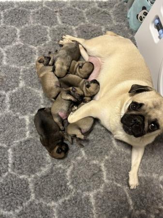Image 5 of KC Registered Pug puppies for sale