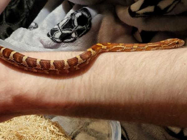 Image 5 of 10 month old corn snake