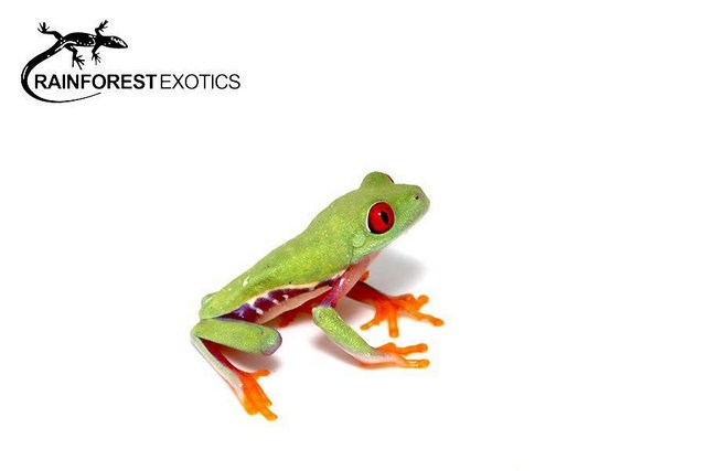 Preview of the first image of AMPHIBIANS Stocklist - Rainforest Exotics.