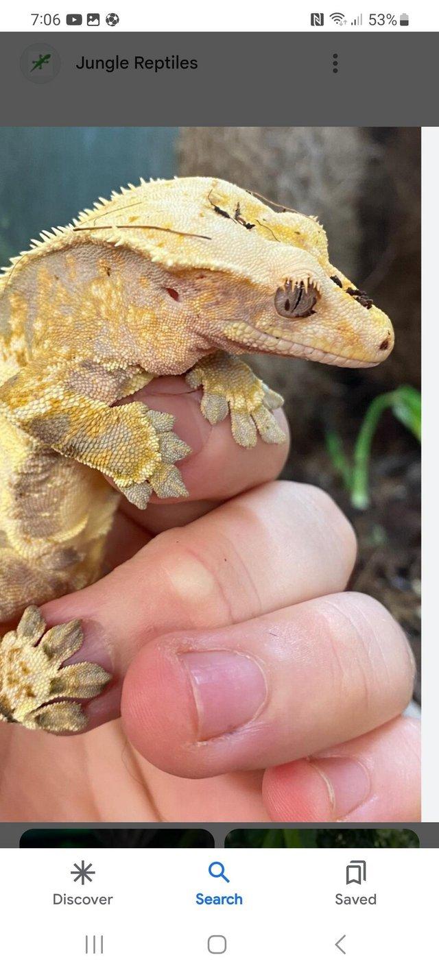 Preview of the first image of Wanted crested gecko wanted.....