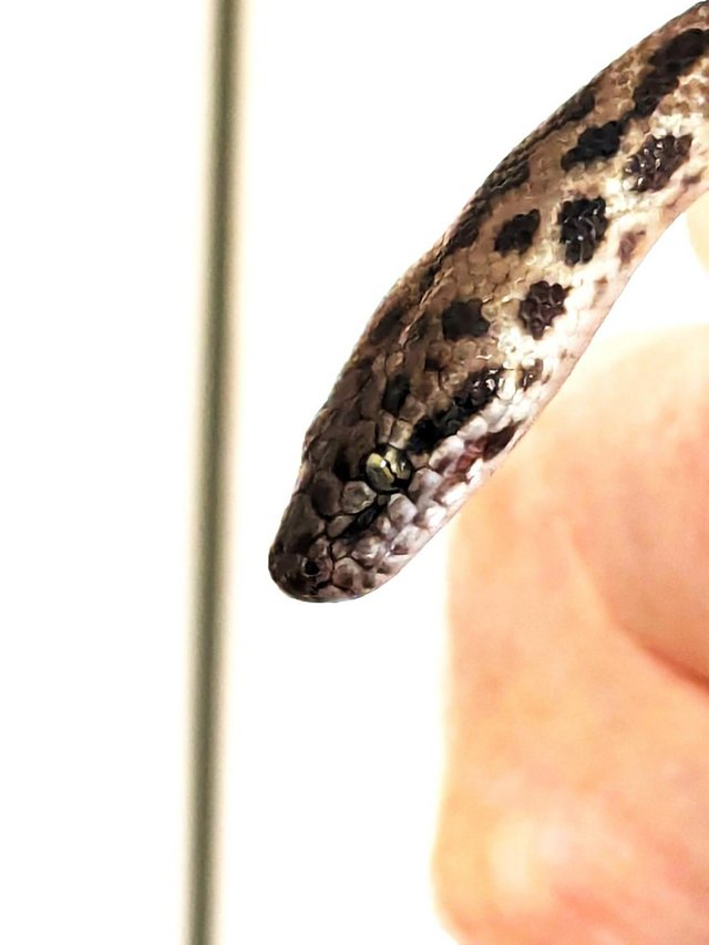 Preview of the first image of Spotted Pythons  Subadult  Antaresia Maculosa.