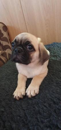 Image 5 of Puggle puppies. 2 females available. 12 weeks old. £700