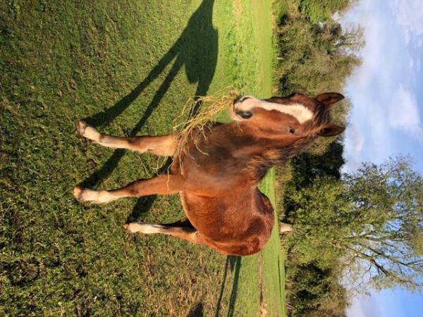 Image 2 of Welsh cob yearling filly