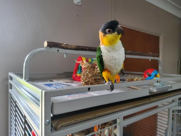 Image 4 of Very Tame Female black headed Caique