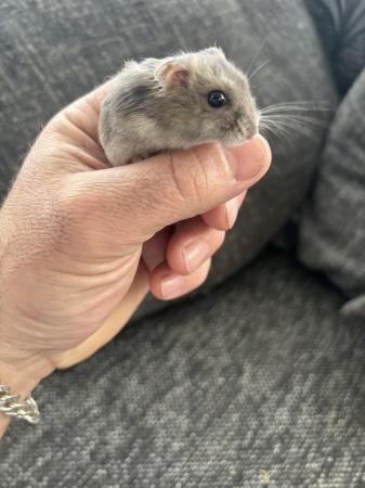 Image 4 of Young Russian hamster’s available