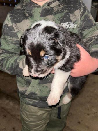 Image 10 of Beautiful Border Collie Puppies -