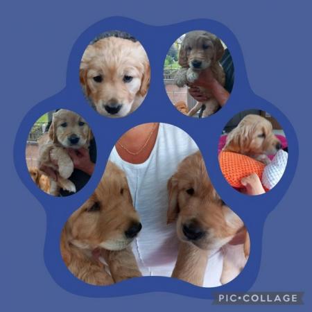 Image 13 of Golden Retriever Puppy reduced last girlMessage for detail