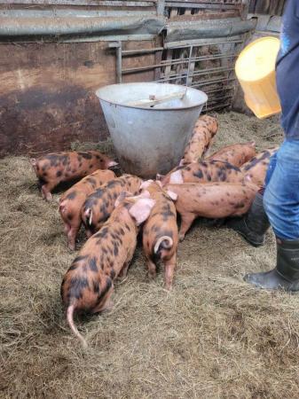 Image 3 of Oxford Sandy and Black Weaner Piglets 11 Weeks Gilts Boars