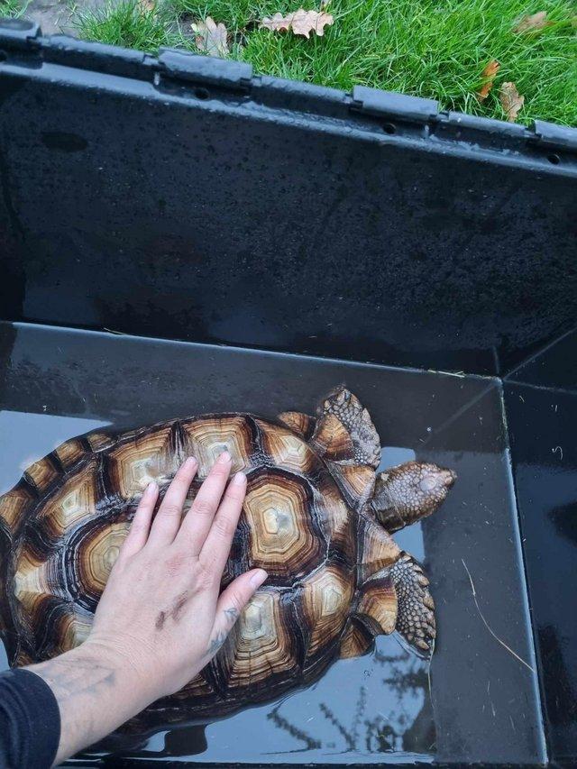 Preview of the first image of 9 year old friendly sulcata looking for home.