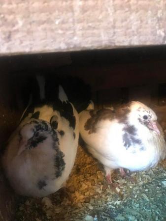 Image 5 of Young fantail pigeons and doves for sale