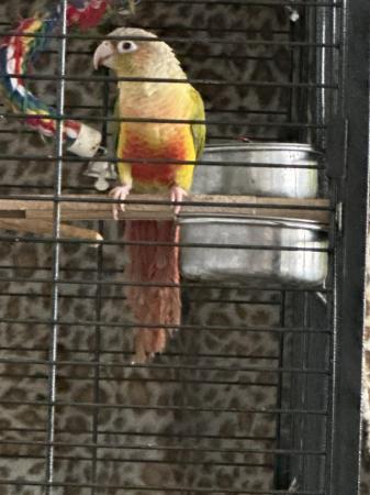 Image 5 of Pineapple conure with full set up