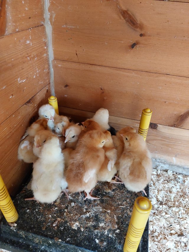 Preview of the first image of Various aged chicks warren and hybrid (5 weeks and 1 week).