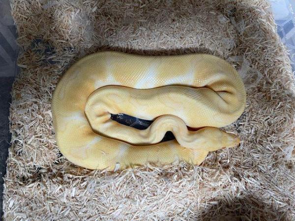 Image 3 of Ball pythons for sale male & female morphs