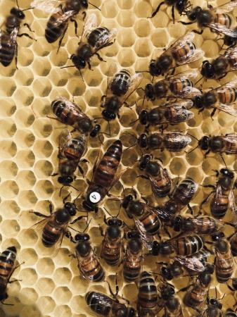 Image 11 of Langstroth Spring Bee Nucs 2024