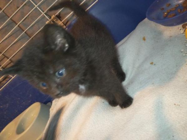 Image 4 of 6 week old boy kittens ready to leave 13th may
