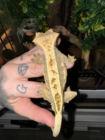 Image 2 of Male Harlequin Crested Gecko
