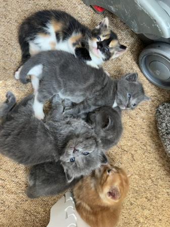 Image 10 of Three beautiful grey coloured kittens