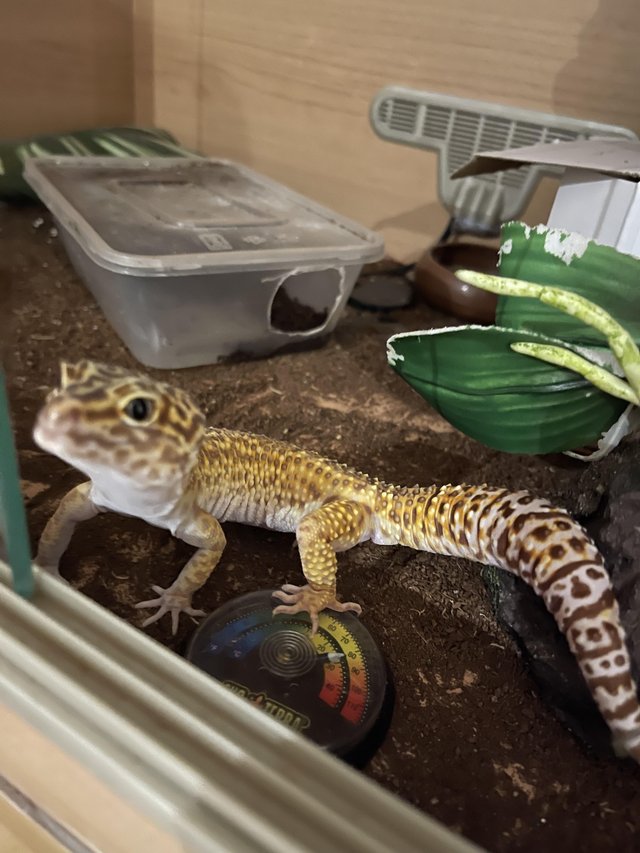 Preview of the first image of Adult Male Albino Leopard Gecko.