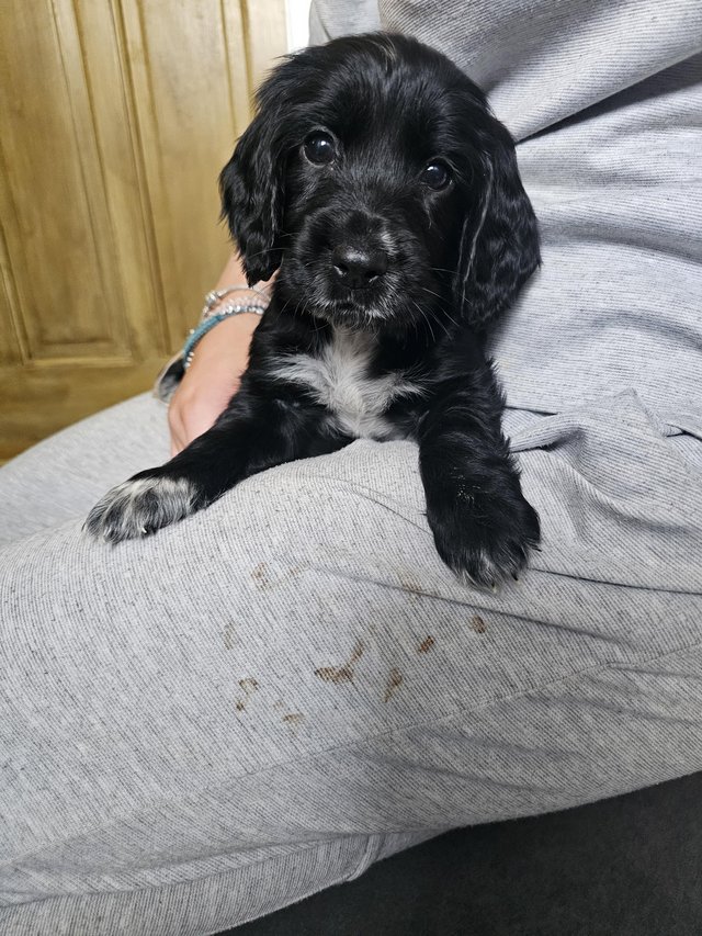 Preview of the first image of *** READY THIS WEEKENS *** COCKER SPANIEL PUPPIES.