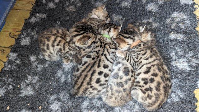Image 2 of Litter of Bengal Kittens