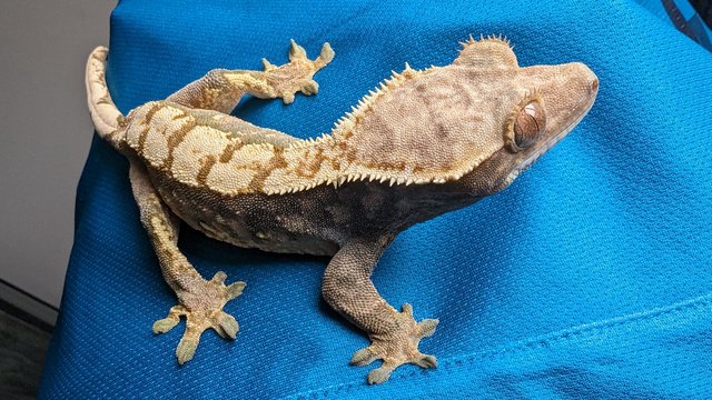 Preview of the first image of Tiger Pinstripe Crested Gecko FEMALE.