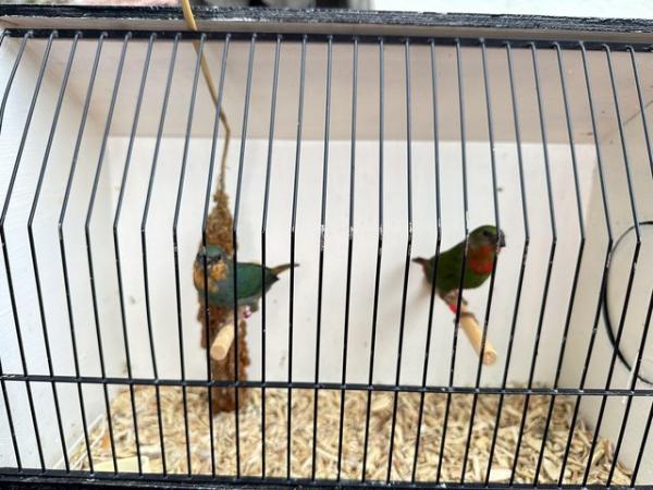 Image 3 of Parrot Finch pair 2024 bred