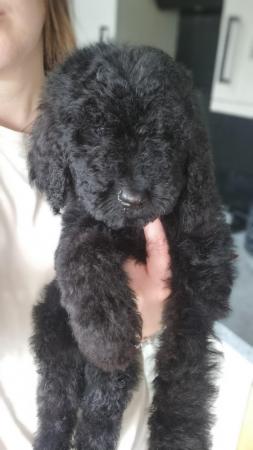 Image 21 of Ready to leave now. Goldendoodle puppies