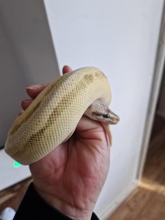 Image 3 of Royal python female beautiful markings