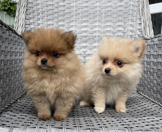 Image 5 of Pomeranian Puppies Ready now only 2  Boys
