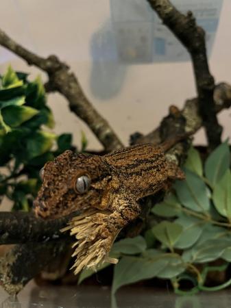 Image 4 of Breeding pair of gargoyle geckos