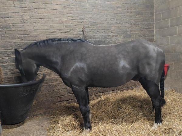 Image 3 of 15'1 hh Welsh gelding for part loan.