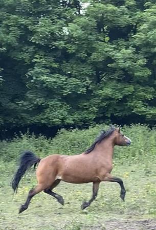 Image 31 of 10-13hh Lead Rein, Ridden Mare, Projects, Pets, Cobs, Welsh.