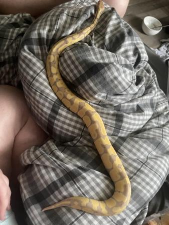 Image 2 of 11 month old banana pastel royal python