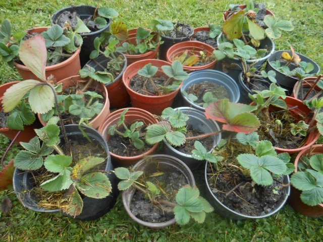 Preview of the first image of Strawberry Plants 5 Pots £5.
